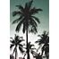 fotobehang palmbomen petrolgroen van ESTAhome