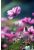 fotobehang veldbloemen roze van ESTAhome