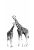 fotobehang giraffen zwart en wit van ESTAhome