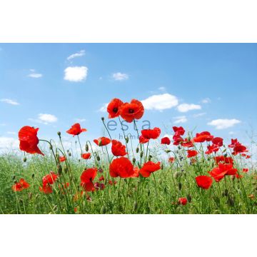 fotobehang klaprozen veld rood, blauw en groen van ESTAhome