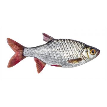 muursticker vis grijs en rood van ESTAhome