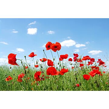 fotobehang klaprozen veld rood, blauw en groen van ESTAhome