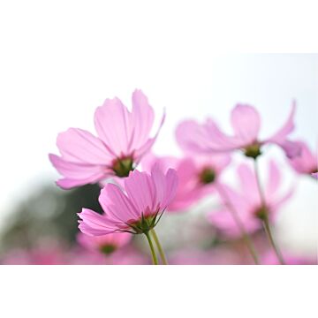 fotobehang veldbloemen roze van ESTAhome