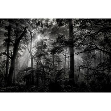 fotobehang bosrijk landschap grijs en zwart van Sanders & Sanders