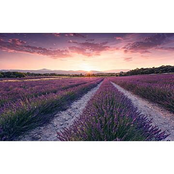 fotobehang lavendel landschap pastel paars van Sanders & Sanders